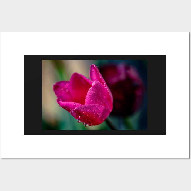 Close-up of a pink tulip Wall Art by blossomcophoto